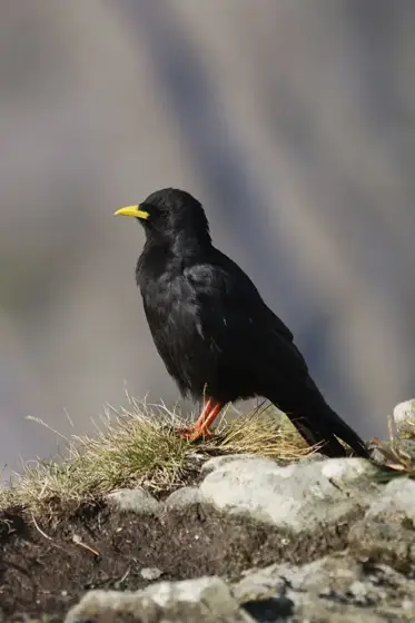 „Grossglockner“ 07/22