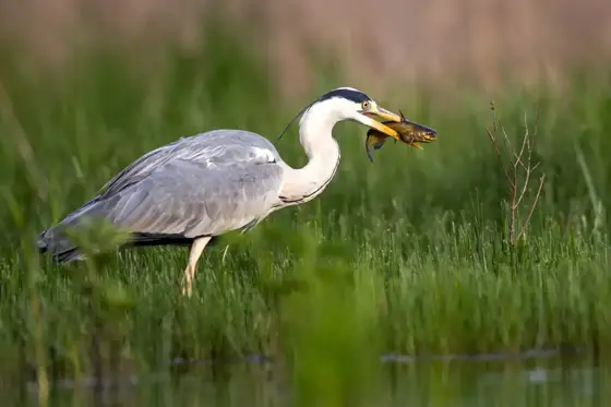 NWPT · Naturfotografie
