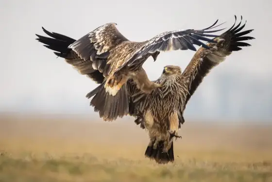 Kaiseradler and Friends
