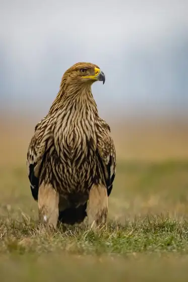 Kaiseradler and Friends