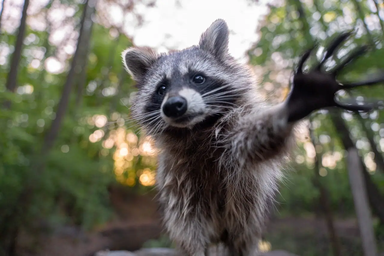 Waschbär im Baum