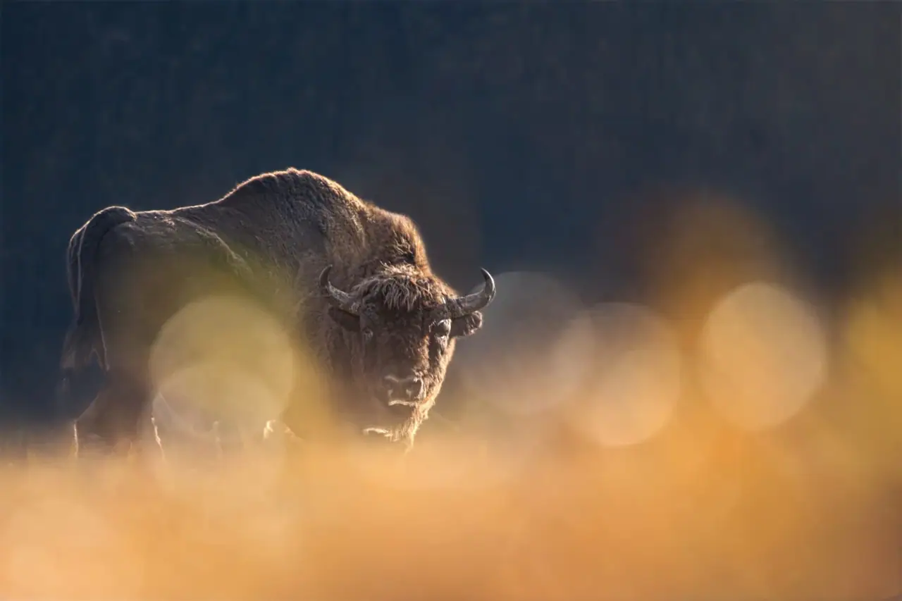 Wisent im goldenen Gegenlicht