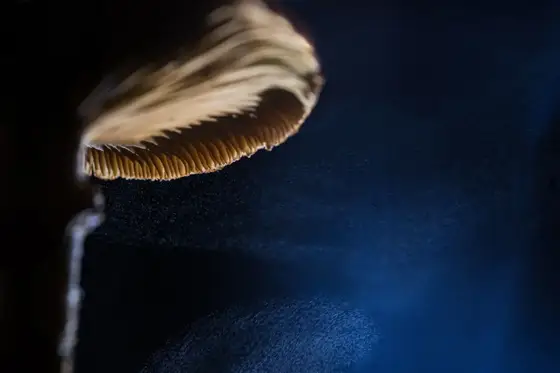 NWPT · Naturfotografie