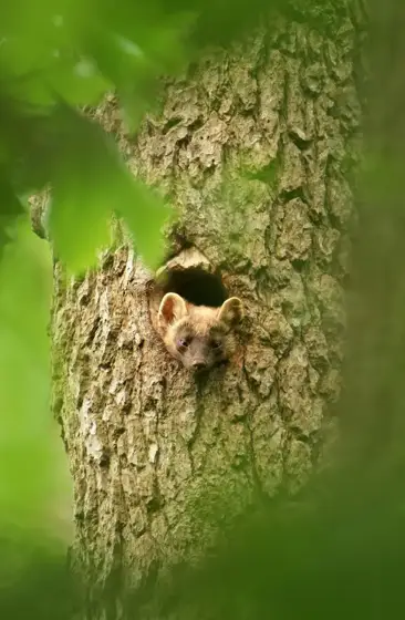 Wildlife Berlin