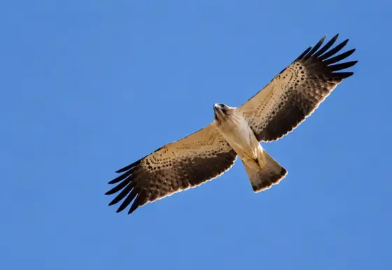 NWPT · Naturfotografie