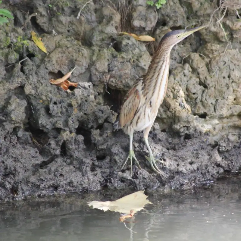 Birding