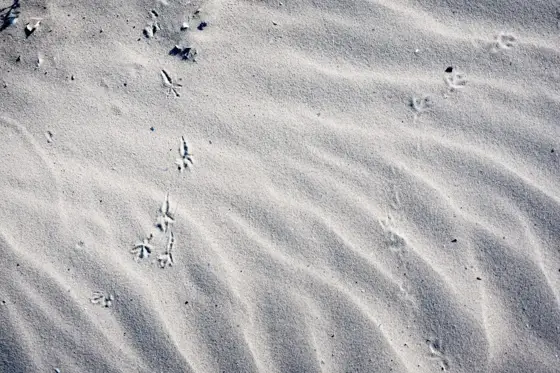 Hirschbrunft, Seehunde, Seeadler und die Schönheit der Ostsee