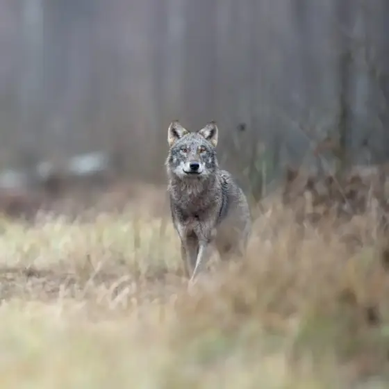 NWPT · Naturfotografie