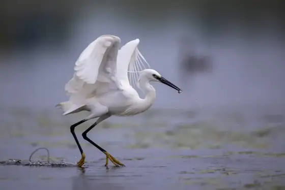 NWPT · Naturfotografie