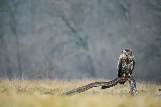 „Seeadler“ 11/22