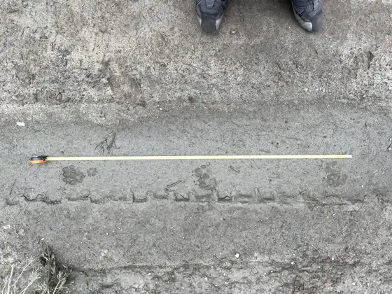 Auf den Spuren des Wolfes