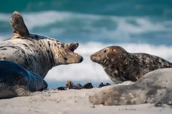 Seehunde, Kegelrobben und magische Augenblicke auf Helgoland
