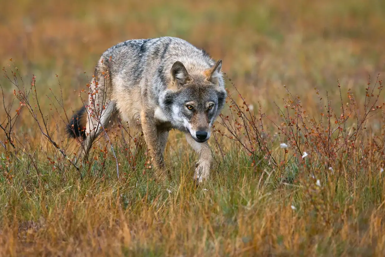 Wolf in herbstlicher Landschaft