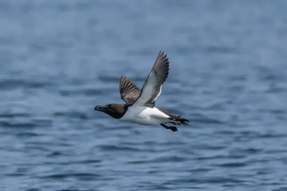NWPT · Naturfotografie