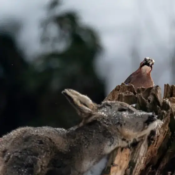 NWPT · Naturfotografie