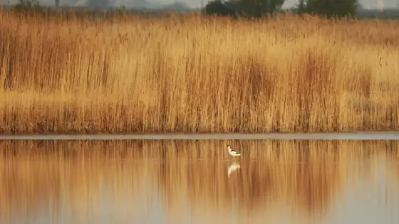 „Neusiedler See“ 04/22