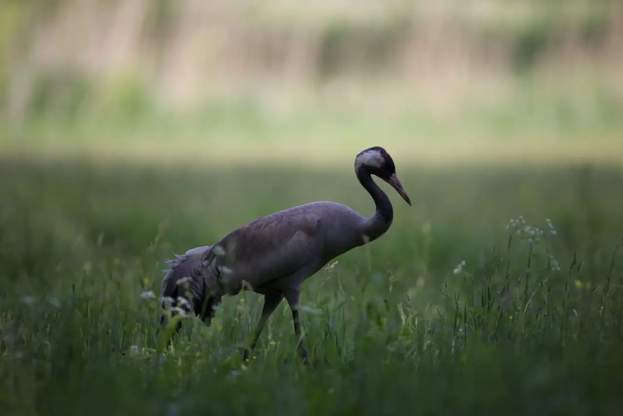 Birding am Dümmer See