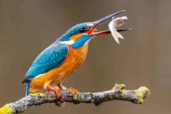 NWPT · Naturfotografie