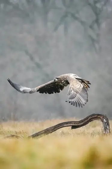 „Seeadler“ 11/22