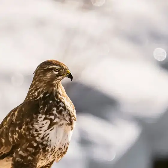 NWPT · Naturfotografie