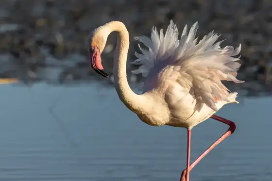 NWPT · Naturfotografie