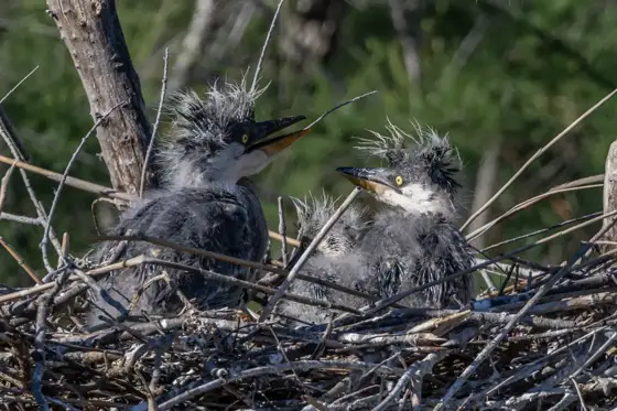 NWPT · Naturfotografie