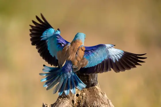 NWPT · Naturfotografie