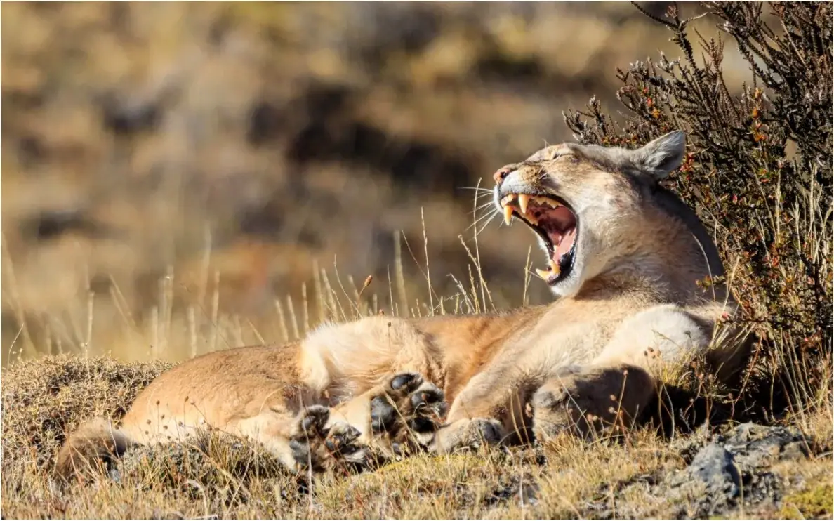 Puma in der patagonischen Graslandschaft