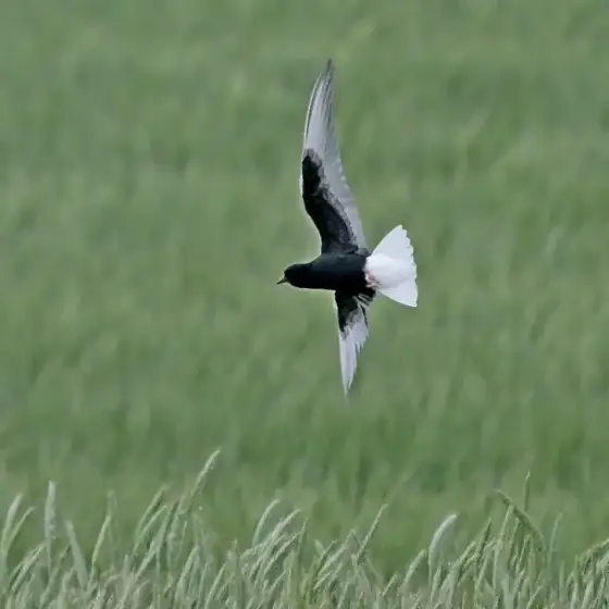 NWPT · Naturfotografie