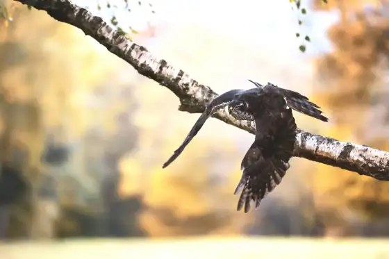 „Greifvögel“ 10/22