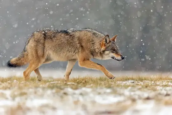 NWPT · Naturfotografie