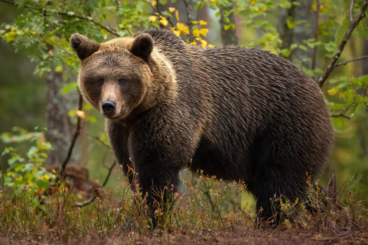 Braunbär im herbstlichen Wald