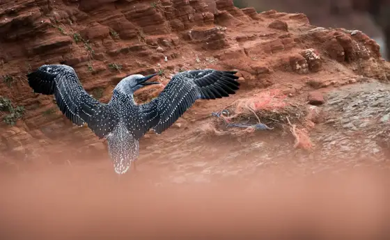 Seehunde, Kegelrobben und magische Augenblicke auf Helgoland