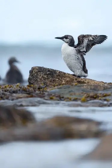 Seehunde, Kegelrobben und magische Augenblicke auf Helgoland