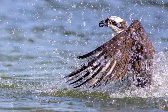 Polen Osprey & Co