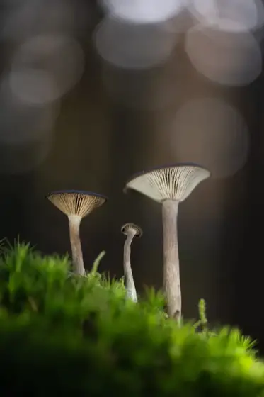 NWPT · Naturfotografie