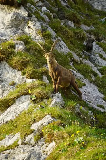 „Grossglockner“ 07/22
