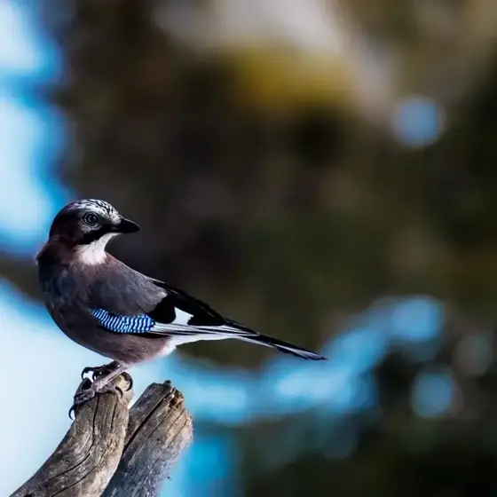 NWPT · Naturfotografie