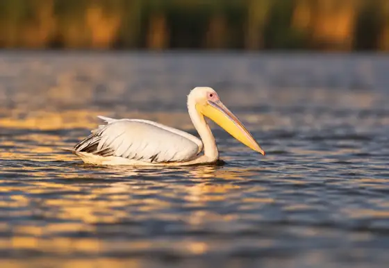 NWPT · Naturfotografie