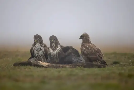Kaiseradler and Friends