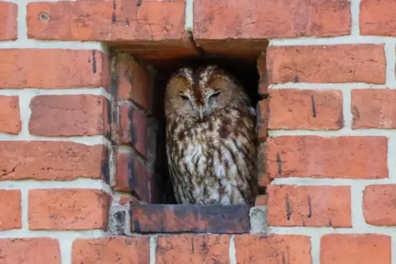 Wildlife Berlin