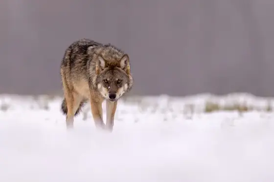 NWPT · Naturfotografie