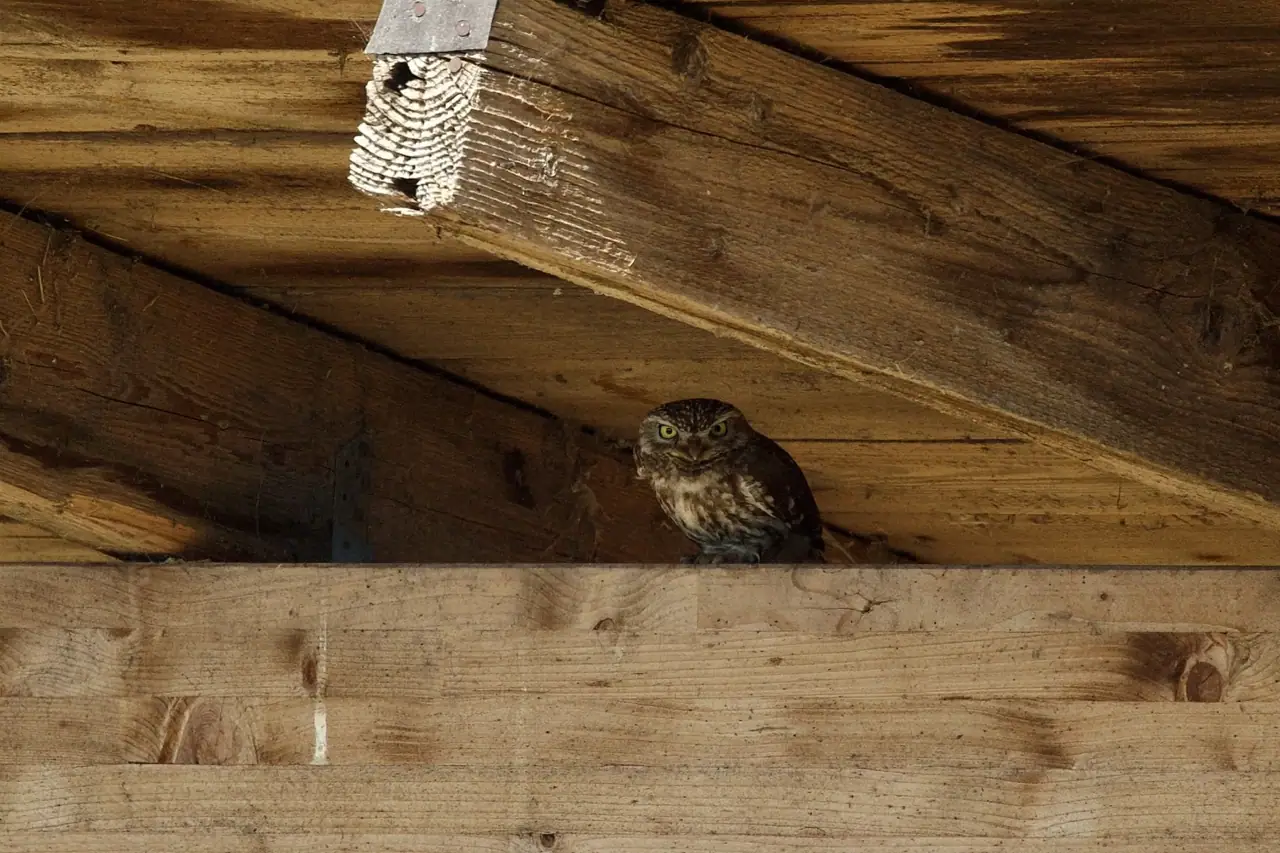 Birds in Spring in Slowenien