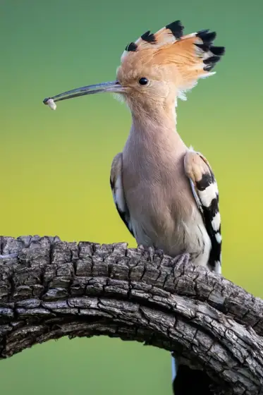 NWPT · Naturfotografie