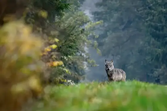 Auf den Spuren des Wolfes