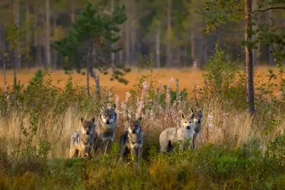 NWPT · Naturfotografie