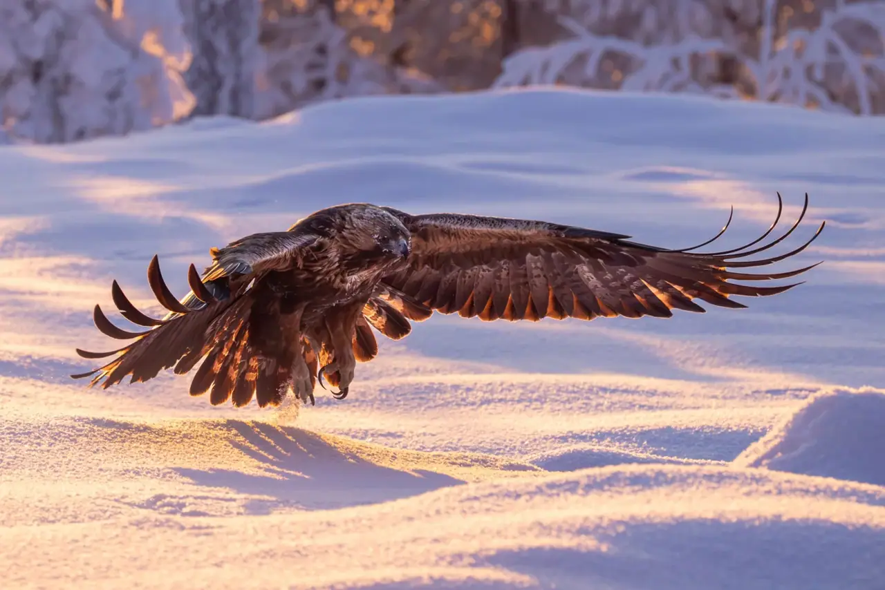 Steinadler über einer verschneiten Landschaft