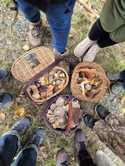 Mushroom Mania