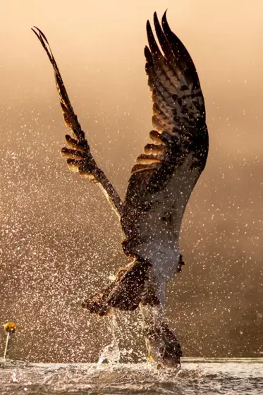 Polen Osprey & Co