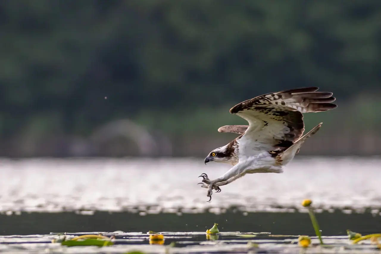 Fischadler im Anflug über dem Wasser, 2024